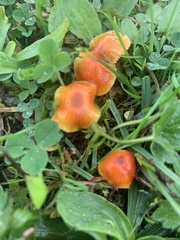 Hygrocybe