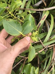Metrosideros macropus
