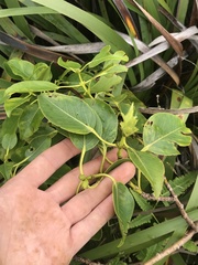 Metrosideros macropus