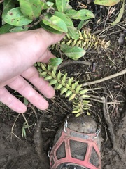 Phlegmariurus phyllanthus