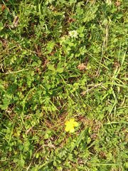 Ranunculus propinquus subborealis