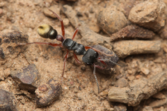 Myrmecia chrysogaster
