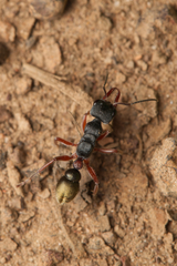 Myrmecia chrysogaster