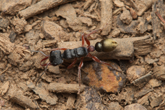 Myrmecia chrysogaster