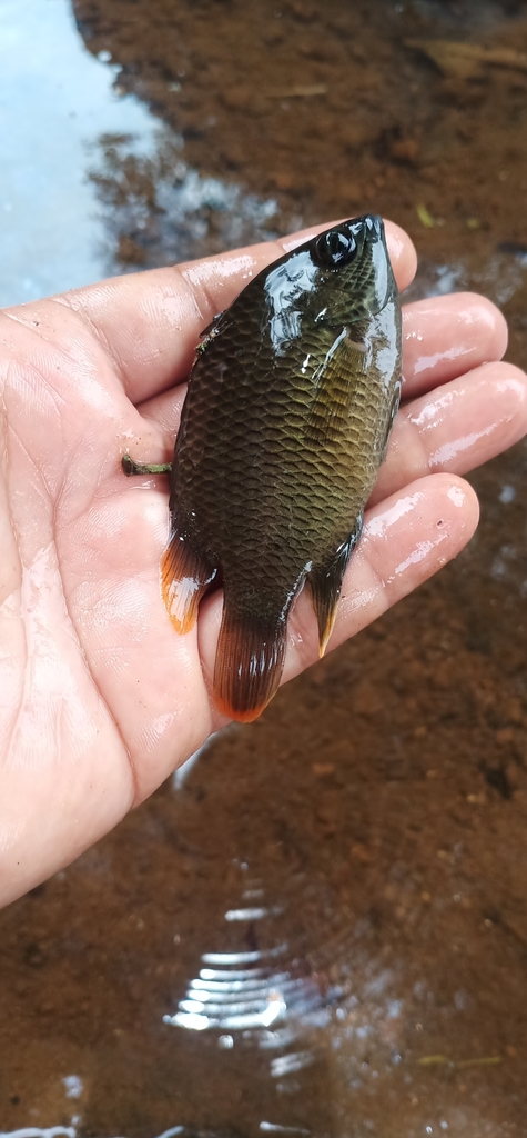 Red-Finned Catopra