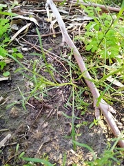 Lepidium pseudotasmanicum