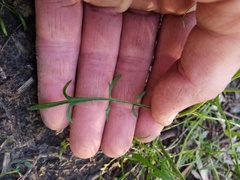 Lepidium pseudotasmanicum