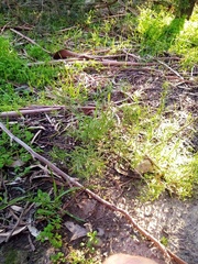Lepidium pseudotasmanicum