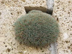 Acantholimon androsaceum