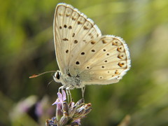 Polyommatus albicans