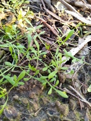 Lepidium pseudotasmanicum