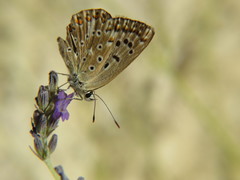 Polyommatus albicans