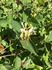 Lonicera caprifolium
