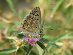 Polyommatus albicans