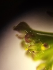 Lepidium pseudotasmanicum