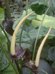Anthurium watermaliense