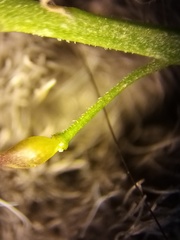 Lepidium pseudotasmanicum