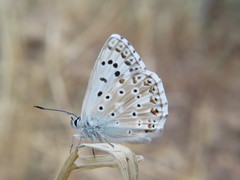 Polyommatus albicans