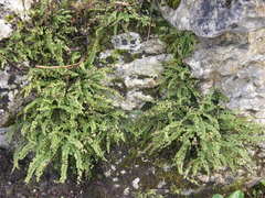 Asplenium trichomanes