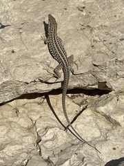 Podarcis siculus