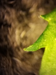 Lepidium pseudotasmanicum