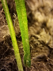 Lepidium pseudotasmanicum