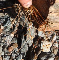 Hypertelis spergulacea