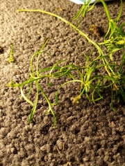 Lepidium pseudotasmanicum