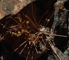 Hypertelis spergulacea