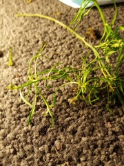 Lepidium pseudotasmanicum