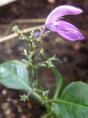 Brillantaisia