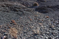 Hypertelis spergulacea