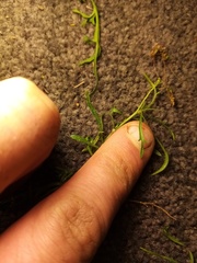 Lepidium pseudotasmanicum