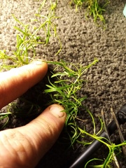 Lepidium pseudotasmanicum