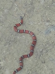 Erythrolamprus bizona