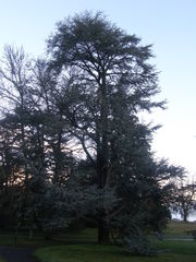 Cedrus