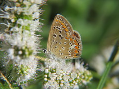 Polyommatus albicans