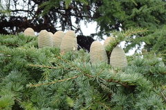 Cedrus