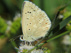 Polyommatus albicans
