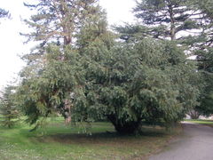 Cephalotaxus fortunei