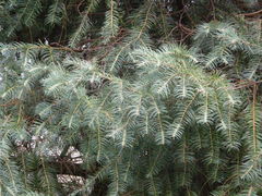 Cephalotaxus fortunei