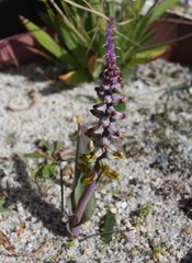 Lachenalia mutabilis