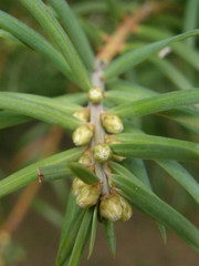 Cephalotaxus fortunei