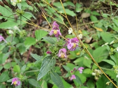 Galeopsis angustifolia