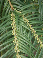 Cephalotaxus fortunei