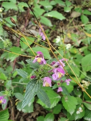 Galeopsis angustifolia