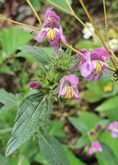 Galeopsis angustifolia