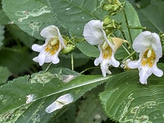 Impatiens edgeworthii