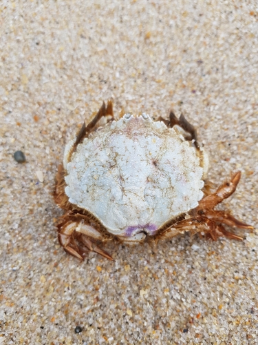 photo of Horse Crab (Atelecyclus undecimdentatus)