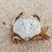 photo of Horse Crab (Atelecyclus undecimdentatus)